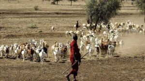 Keberhasilan Peternakan di Somalia, Peternak Paling Sukses